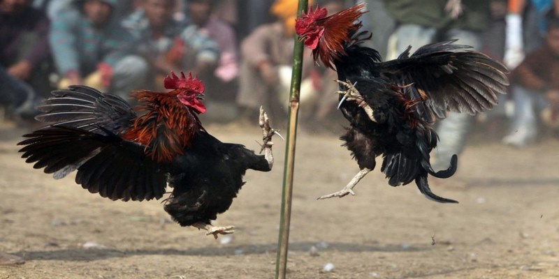 Sân chơi cung cấp các hình thức đá gà phong phú