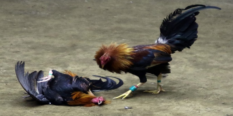 Những ưu điểm vượt trội của đá gà SV128