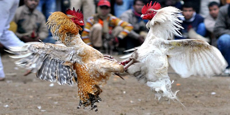 Hướng dẫn cách để tham gia cá cược đá gà WS168