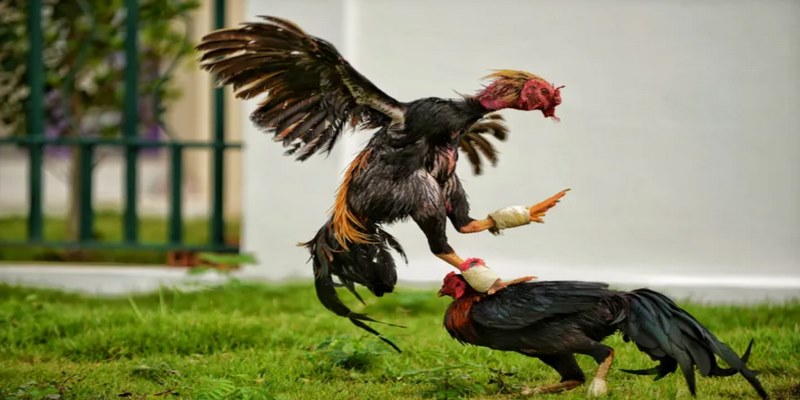 Mẹo cá cược đá gà WS168 hiệu quả cho bạn